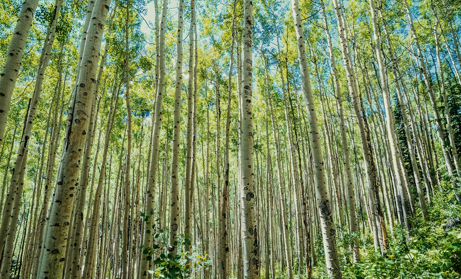 Objetivo NetZero: Captura CO2